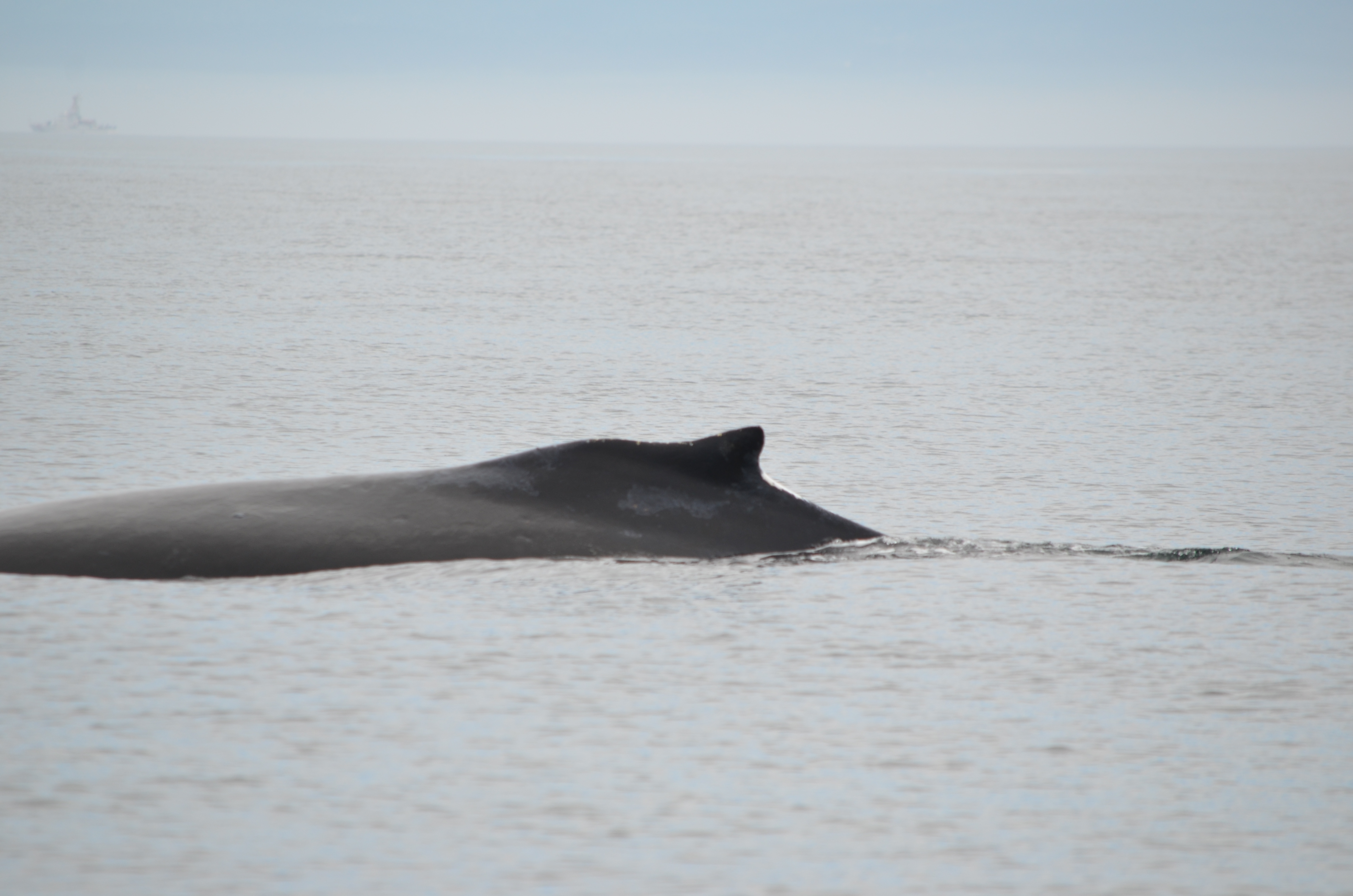 photos/wildlife/Mammal_Species/Humpback Whale/DSC_0060.JPG